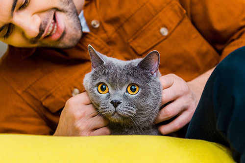 Pet paws in hand Pet paws in hand