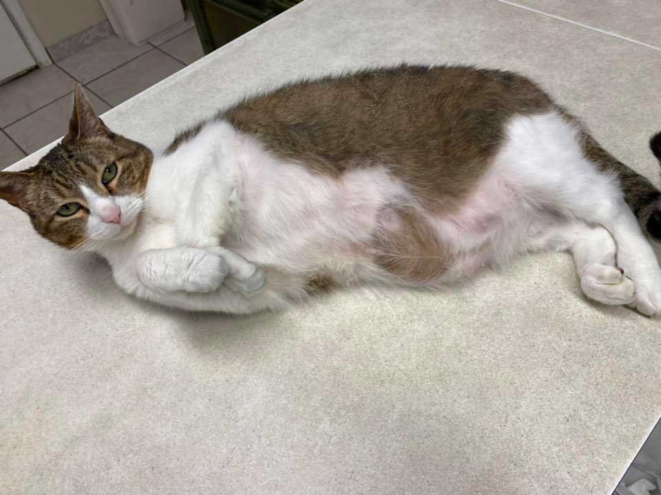 Feline guest laying on a carpet