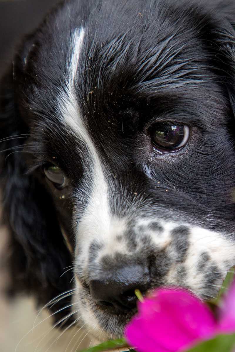 Puppy sniffing plants Puppy sniffing plants