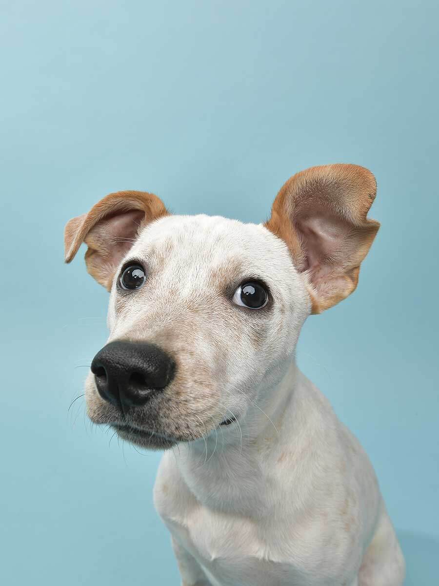 Dog looking inquisitive