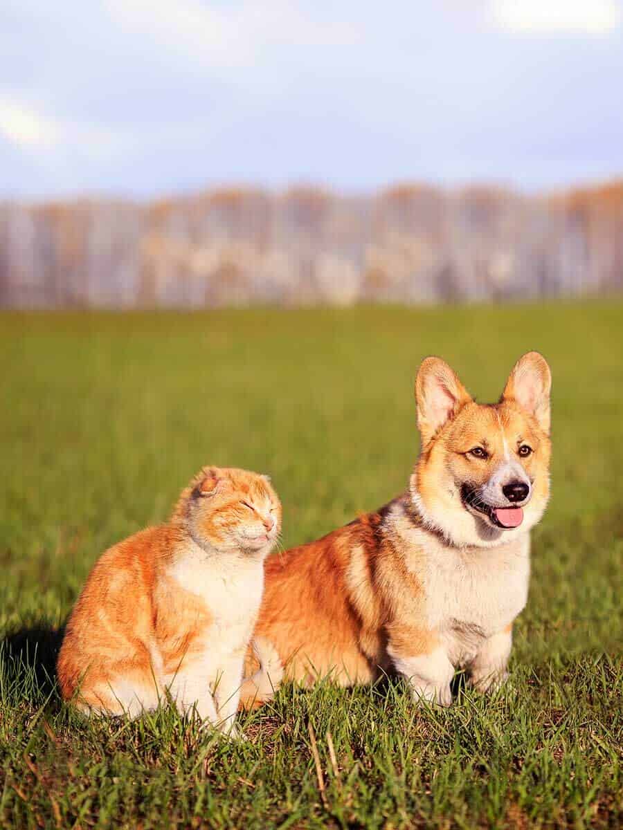 Dog and cat in a field