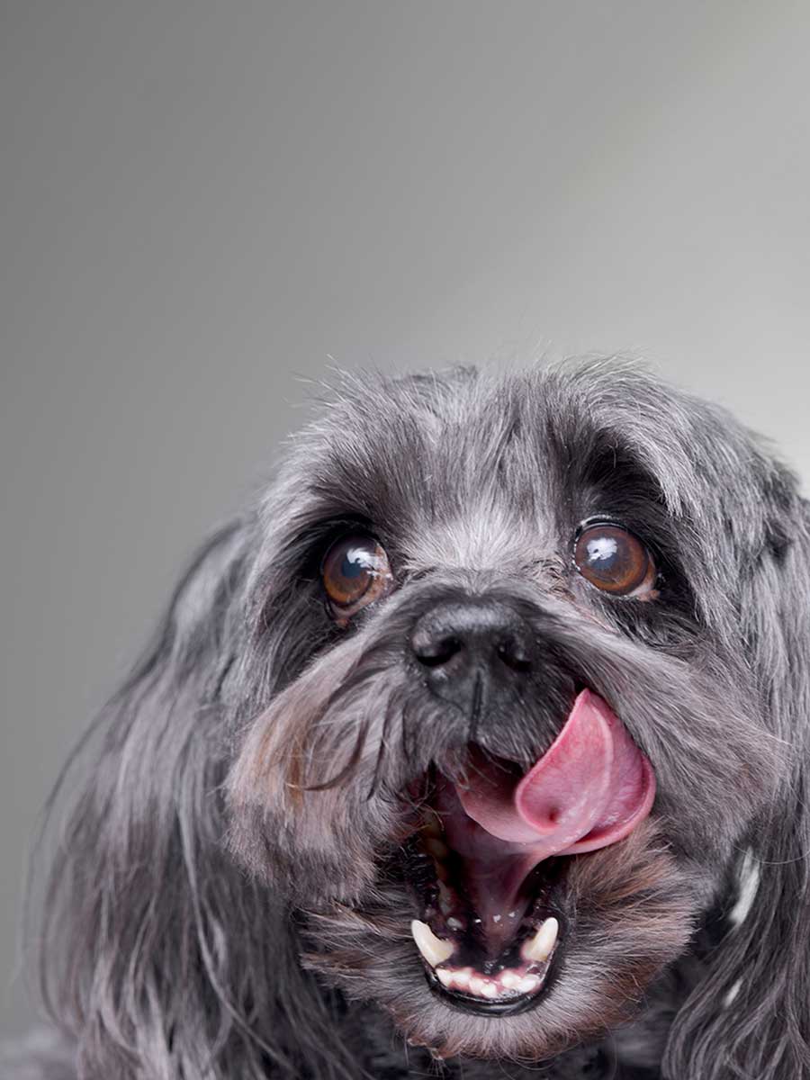 Dog licking its chops
